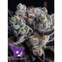 Anesia Seeds Blackberry Moonrocks - feminised