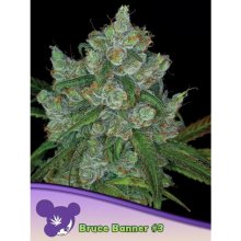 Anesia Seeds Bruce Banner #3 - feminised