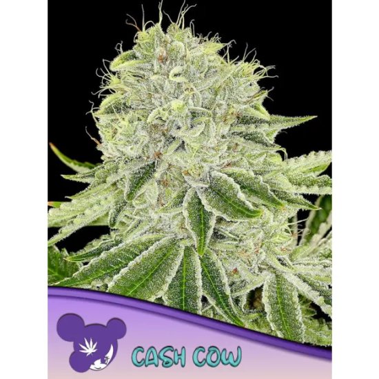 Anesia Seeds Cash Cow - feminised