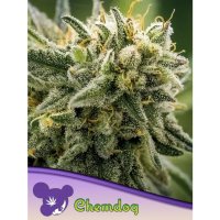 Anesia Seeds Chemdog - feminised