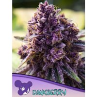 Anesia Seeds Dankberry - feminised