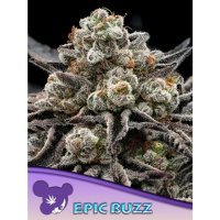 Anesia Seeds Epic Buzz - feminised