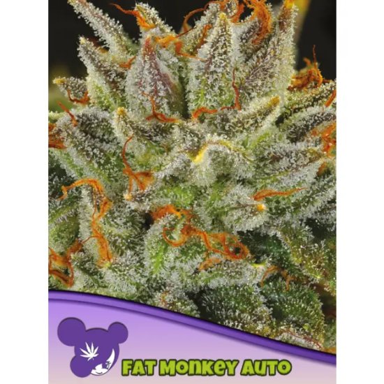 Anesia Seeds Fat Monkey Auto - feminised