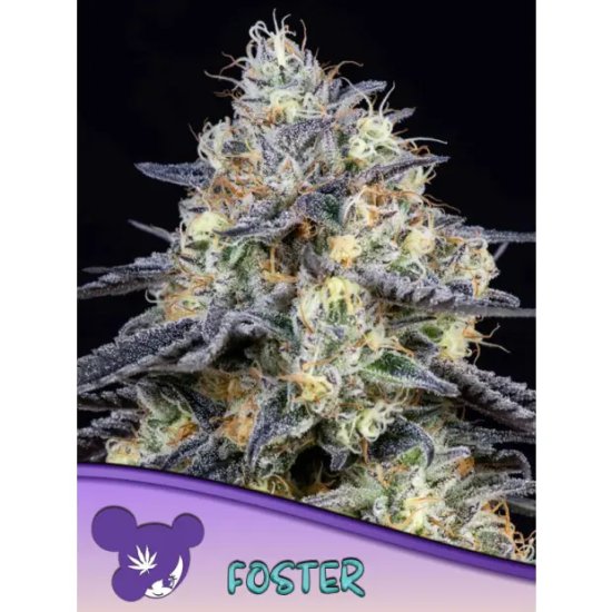 Anesia Seeds Foster - feminised