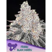 Anesia Seeds Frozen Black Cherry - feminised