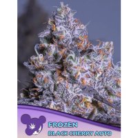 Anesia Seeds Frozen Black Cherry Auto - feminised