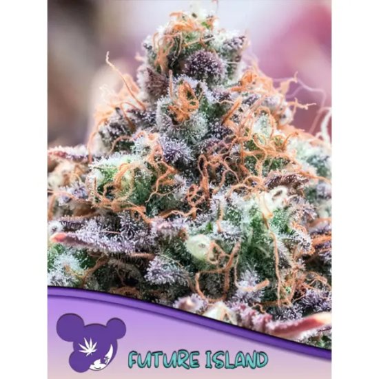 Anesia Seeds Future Island - feminised