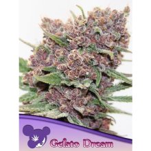 Anesia Seeds Gelato Dream - feminised