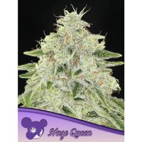 Anesia Seeds Haze Queen - feminised