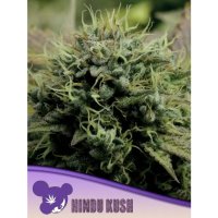 Anesia Seeds Hindu Kush - feminised