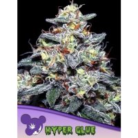 Anesia Seeds Hyper Glue - feminised