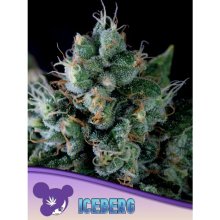 Anesia Seeds Iceberg - feminised