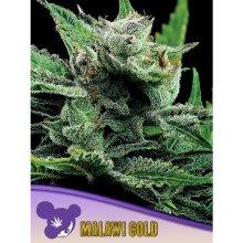 Anesia Seeds Malawi Gold - feminised