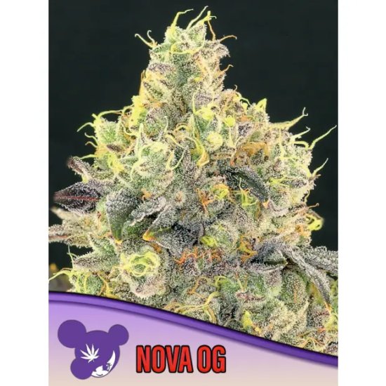 Anesia Seeds Nova OG - feminised