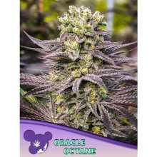 Anesia Seeds Oracle Octane - feminised