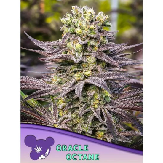 Anesia Seeds Oracle Octane - feminised