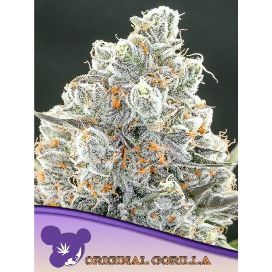 Anesia Seeds Original Gorilla #4 - feminised