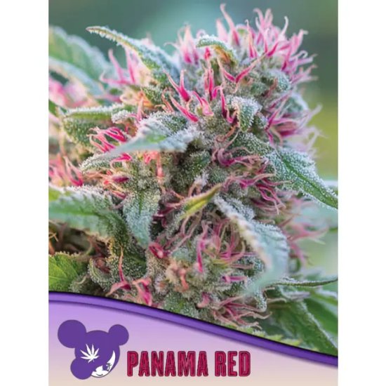 Anesia Seeds Panama Red - feminised