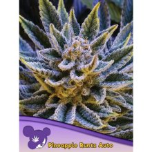 Anesia Seeds Pineapple Runtz Auto - feminised