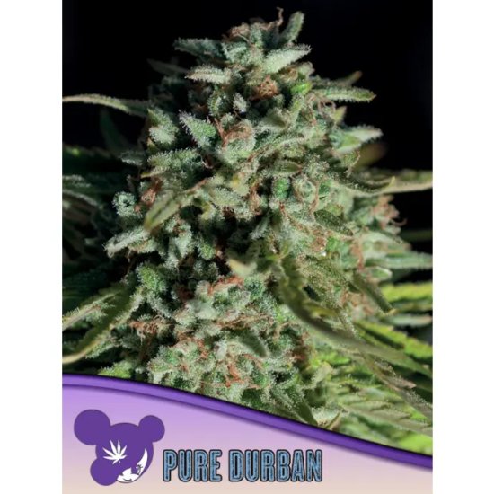 Anesia Seeds Pure Durban - feminised