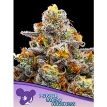 Anesia Seeds Purple Boost Highness - feminised