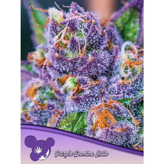 Anesia Seeds Purple Domina Auto - feminised