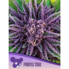 Anesia Seeds Purple Thai - feminised