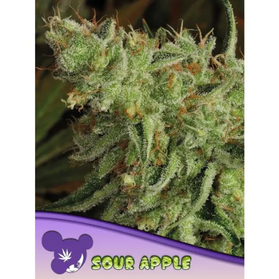 Anesia Seeds Sour Apple - feminised