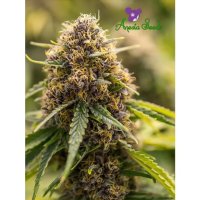 Anesia Seeds True Gold OG - feminised