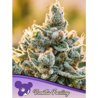 Anesia Seeds Vanilla Frosting - feminised