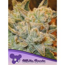 Anesia Seeds White Runtz - feminised