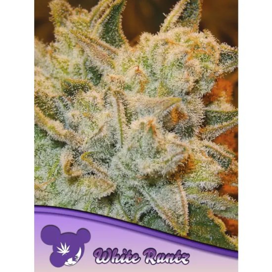 Anesia Seeds White Runtz - feminised