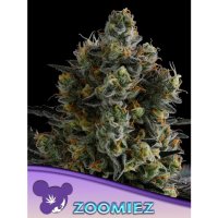 Anesia Seeds Zoomiez - feminised