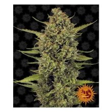 Barneys Farm Acapulco Gold - feminised