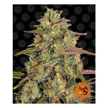 Barneys Farm Amnesia Lemon - feminised