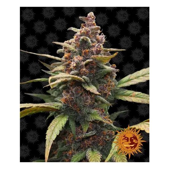 Barneys Farm Ayahuasca Purple - feminised