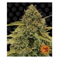 Barneys Farm Bad Azz Kush - feminised