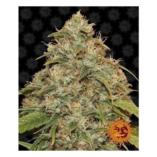 Barneys Farm CBD Lemon Potion Auto - feminised