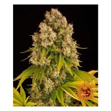 Barneys Farm Cheese Auto - feminised