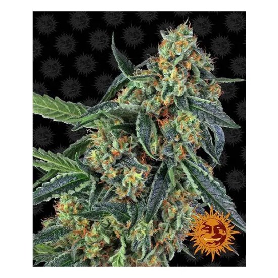 Barneys Farm Cookies Kush - feminised