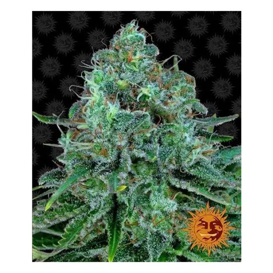 Barneys Farm Critical Kush - feminised