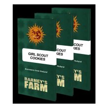 Barneys Farm Girl Scout Cookies - feminised