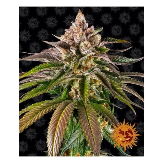 Barneys Farm Kush Mintz - feminised