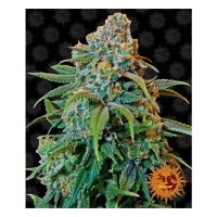 Barneys Farm Liberty Haze - feminised