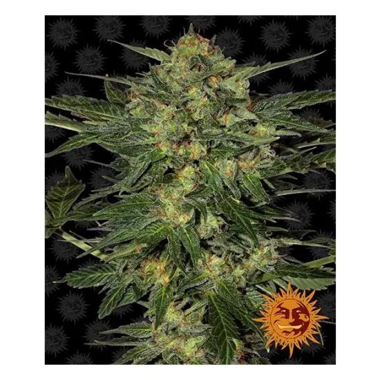 Barneys Farm LSD - feminised