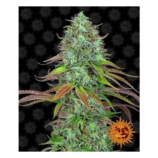 Barneys Farm LSD Auto - feminised