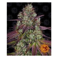 Barneys Farm Mimosa EVO - feminised