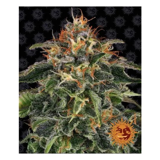 Barneys Farm Moby Dick - feminised