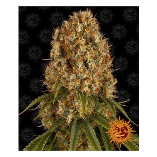 Barneys Farm Orange Sherbert - feminised