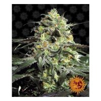 Barneys Farm Peyote Cookies - feminised